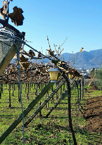 Grace Winery uses vertical shot positioning to take advantage of sunshine and to maximise the air flow