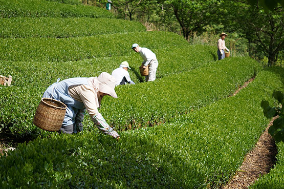 Japanese tea plantation