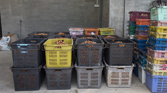 Coffee cherries sorting