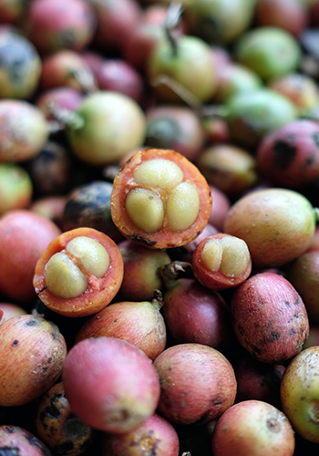 Coffee cherries come in two or three cherries