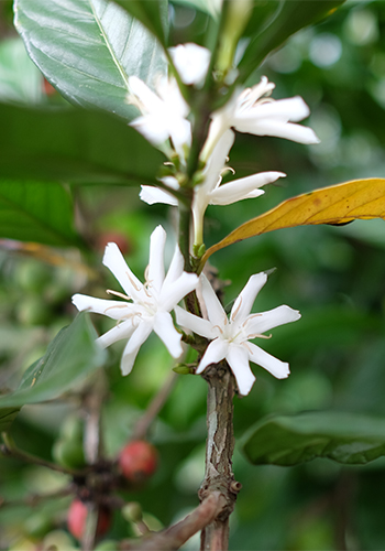 Flowers from liberica plant can be from 5 to 8 petals