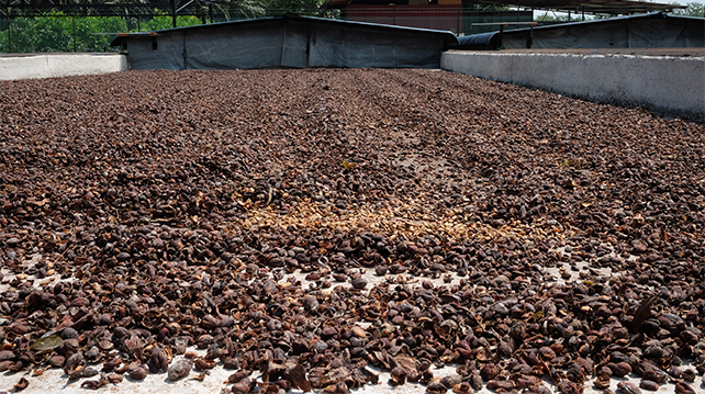 Coffee shells let out to ferment and dry