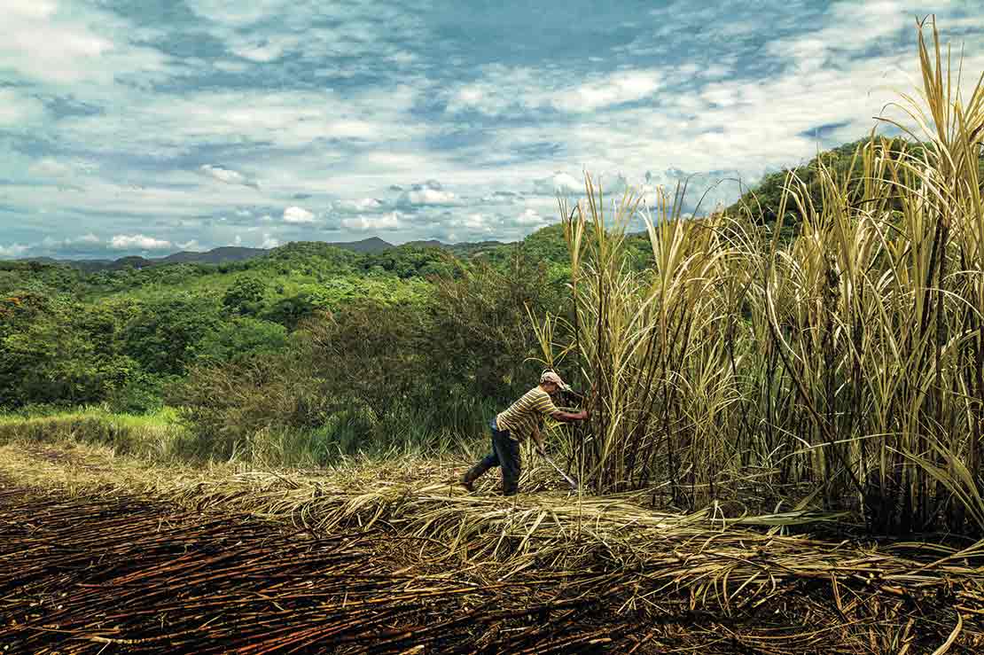 Appleton Estate sugar cane field