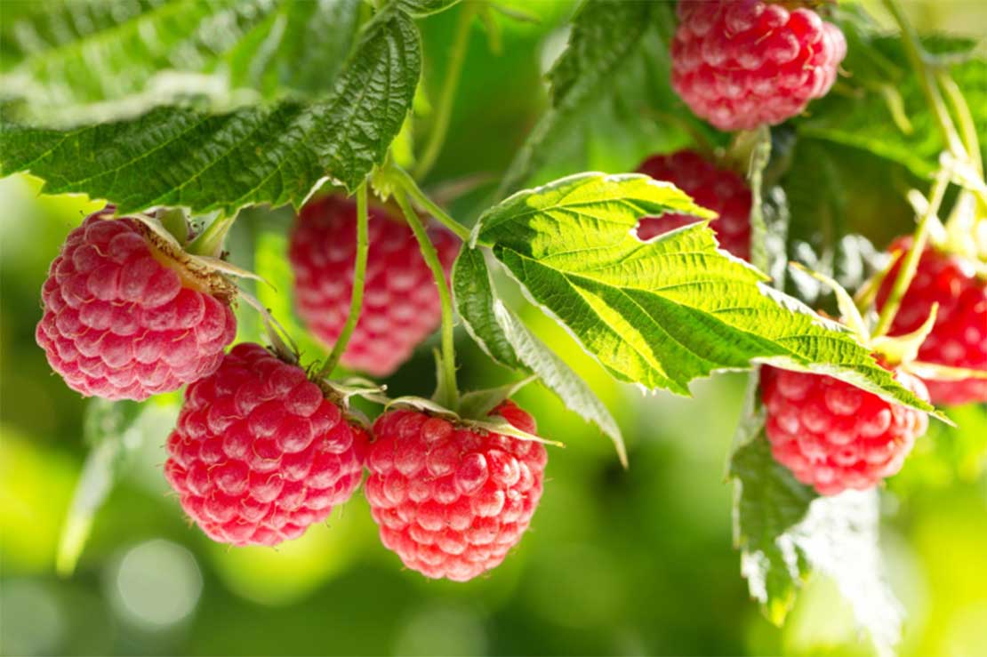 Perthshire raspberries