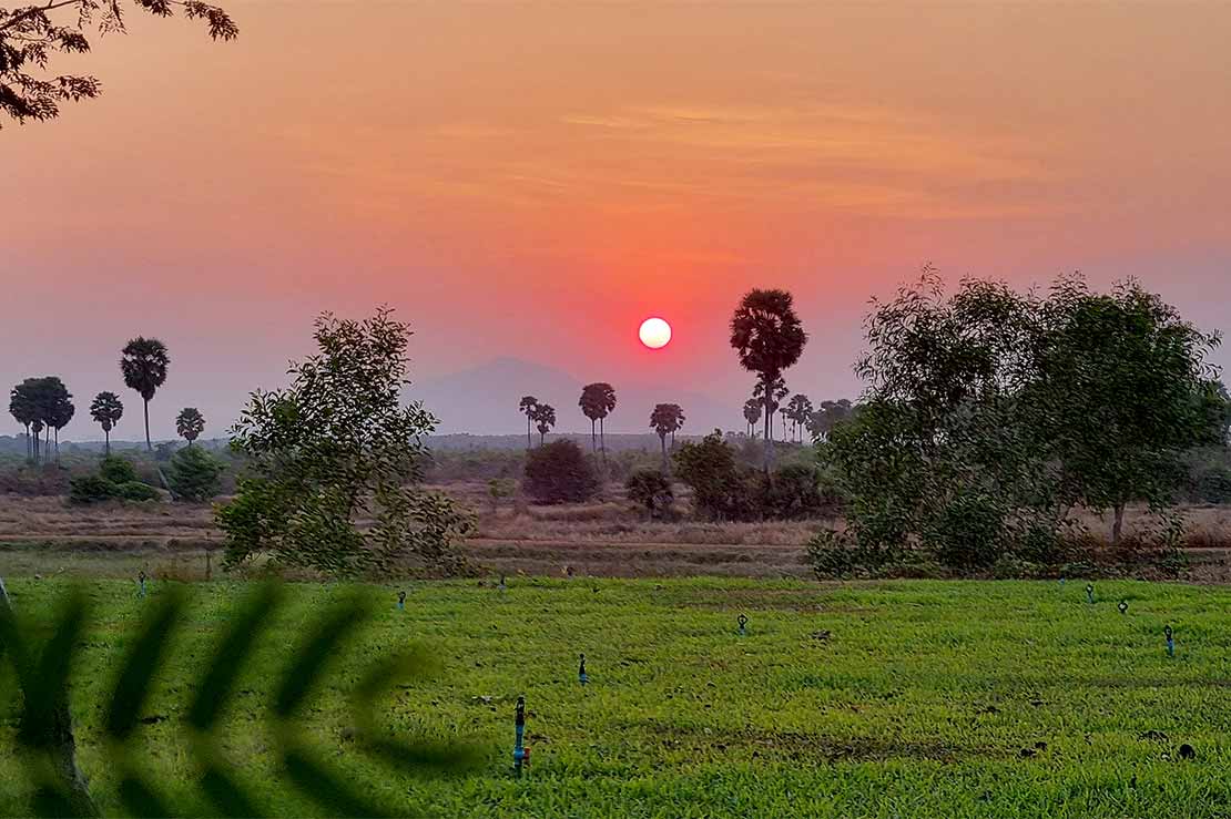 Smiling Gecko Sunset