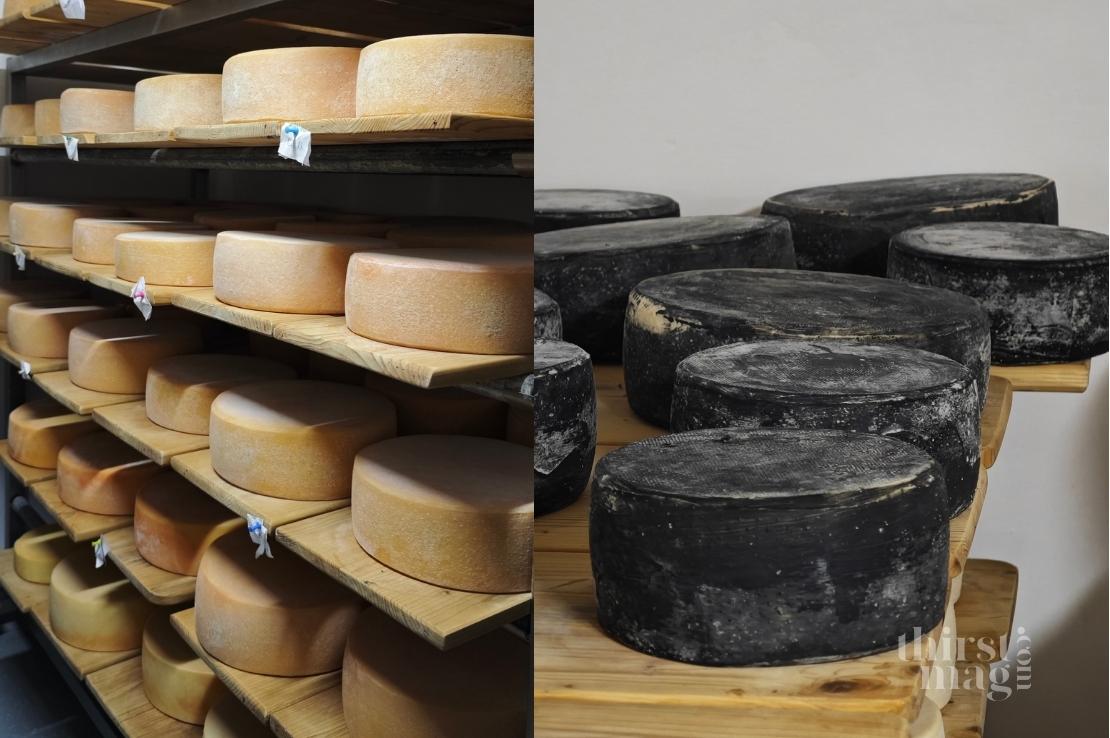 Cheese wheels in the Bukki Cheese Factory