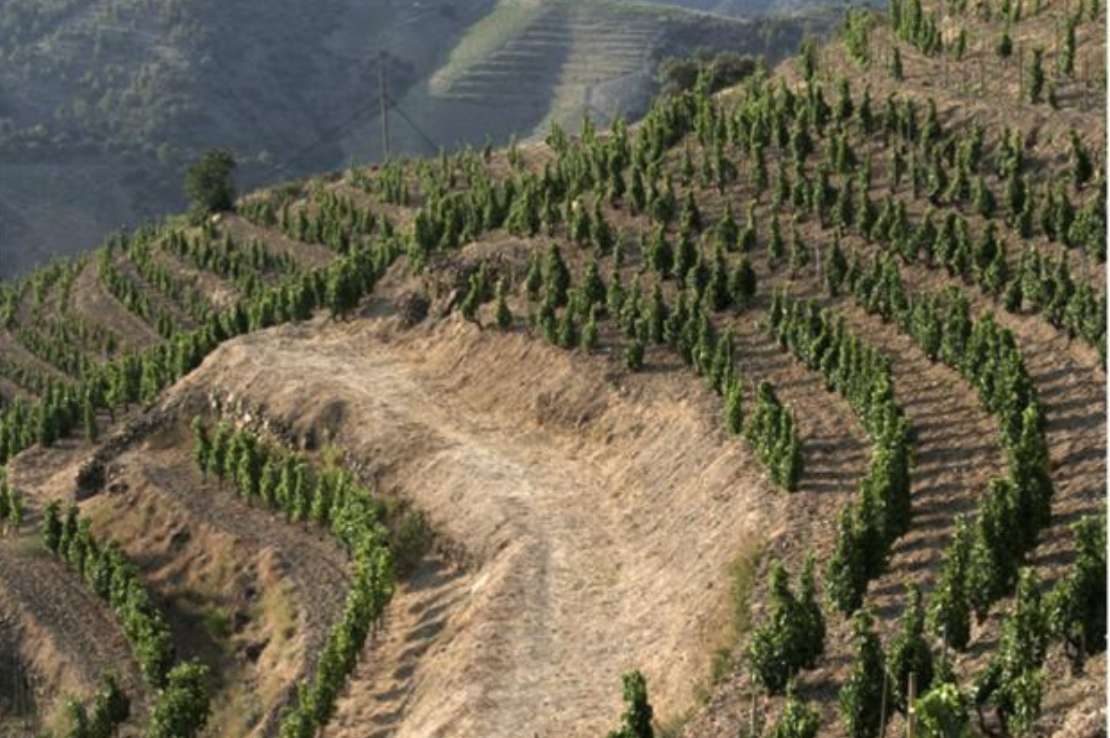 The steep landscape of Alvaro Palacios winery