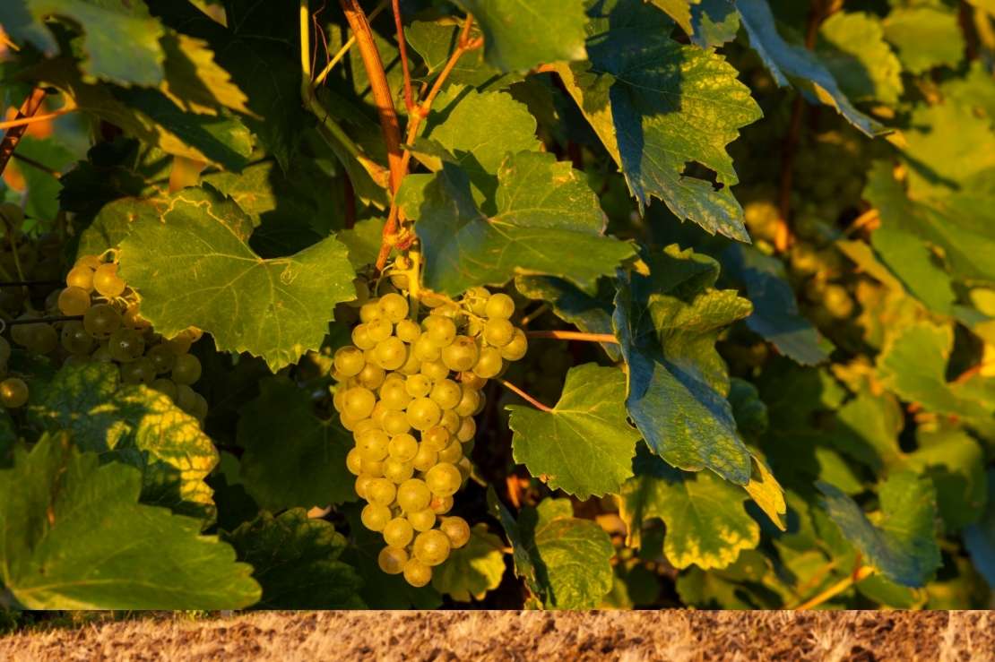Tokaj Wine