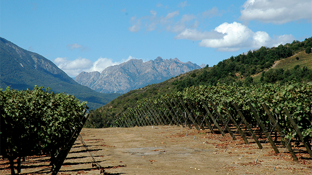 Andes Mountains Vineyards