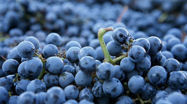 Cabernet Sauvignon Grapes