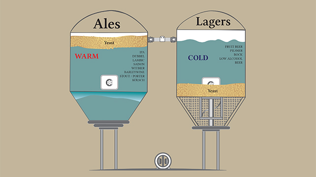 What you need to know about beer