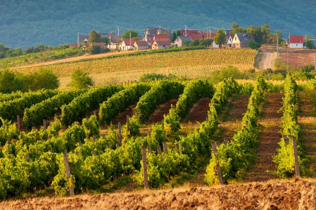 Uncorking Hungary: 150 Years of Wine Heritage Arrives in Singapore