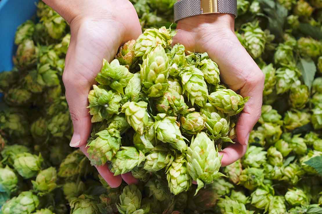 Modern Beer Hop Trends