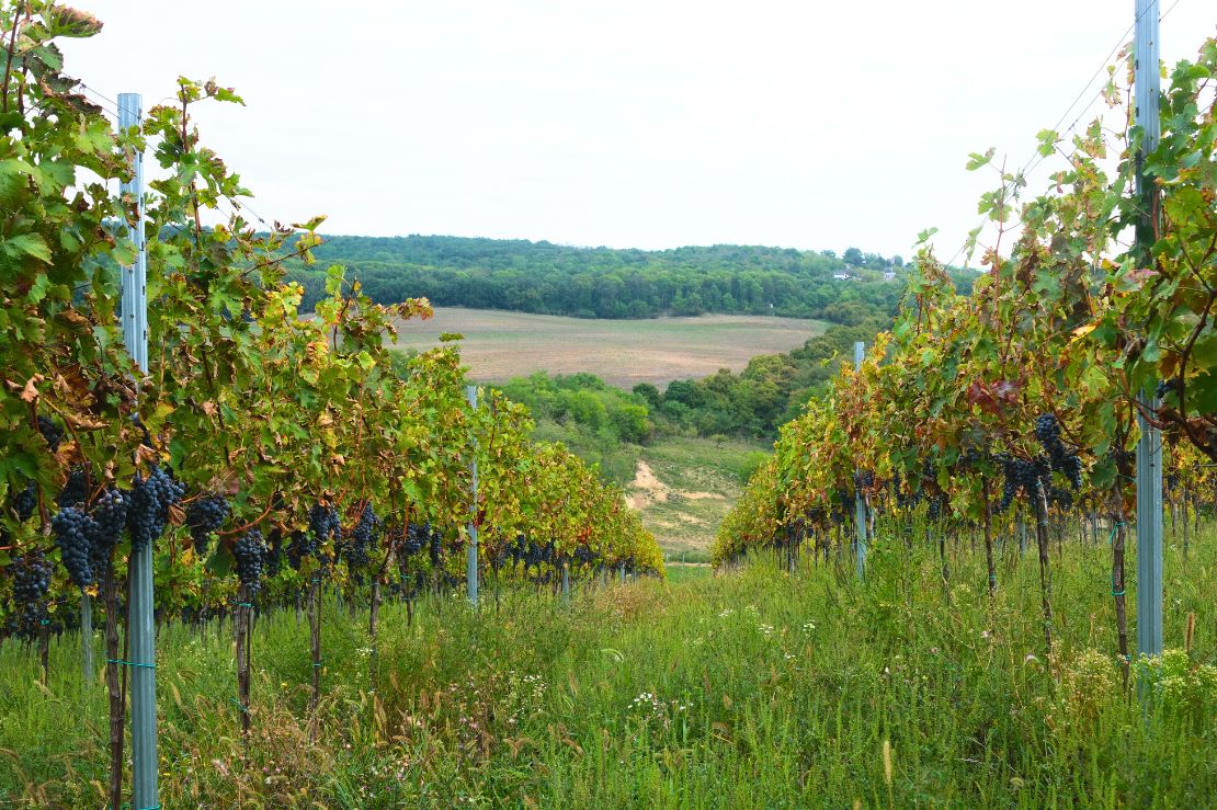 Uncorking Hungary: 150 Years of Wine Heritage Arrives in Singapore