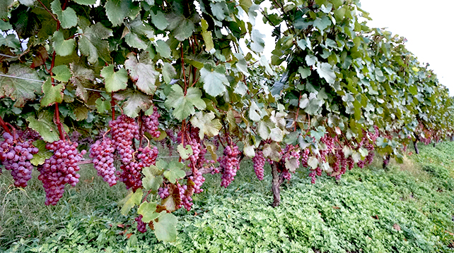 Koshu wine from Japan