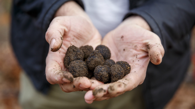 Western Australia’s upcoming Truffle Kerfuffle is a must-visit for all gourmands